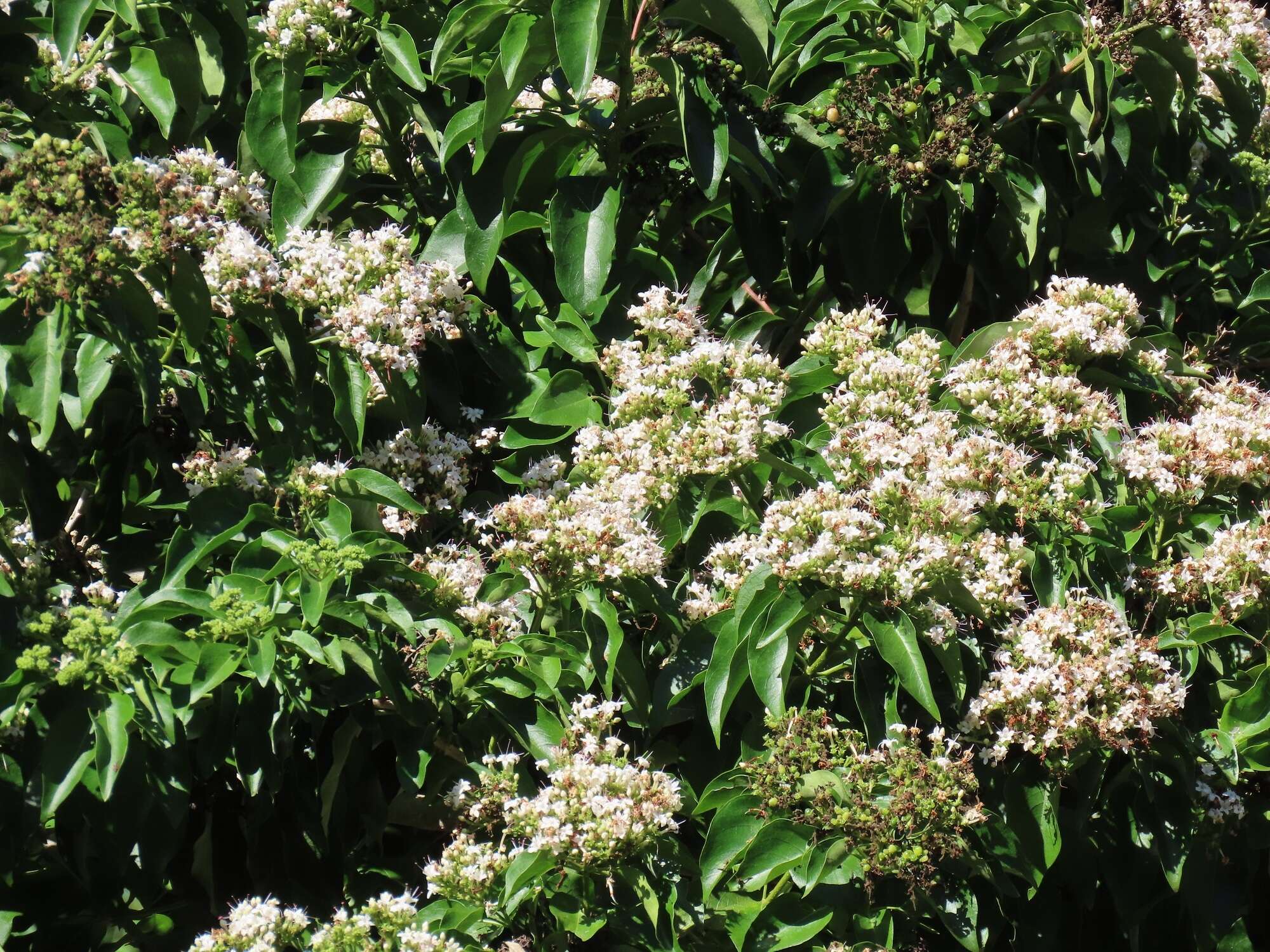 Imagem de Volkameria glabra (E. Mey.) Mabb. & Y. W. Yuan