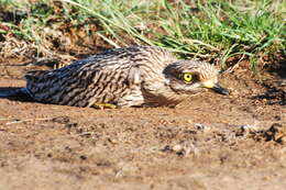 Image de Burhinus capensis capensis (Lichtenstein & Mhk 1823)