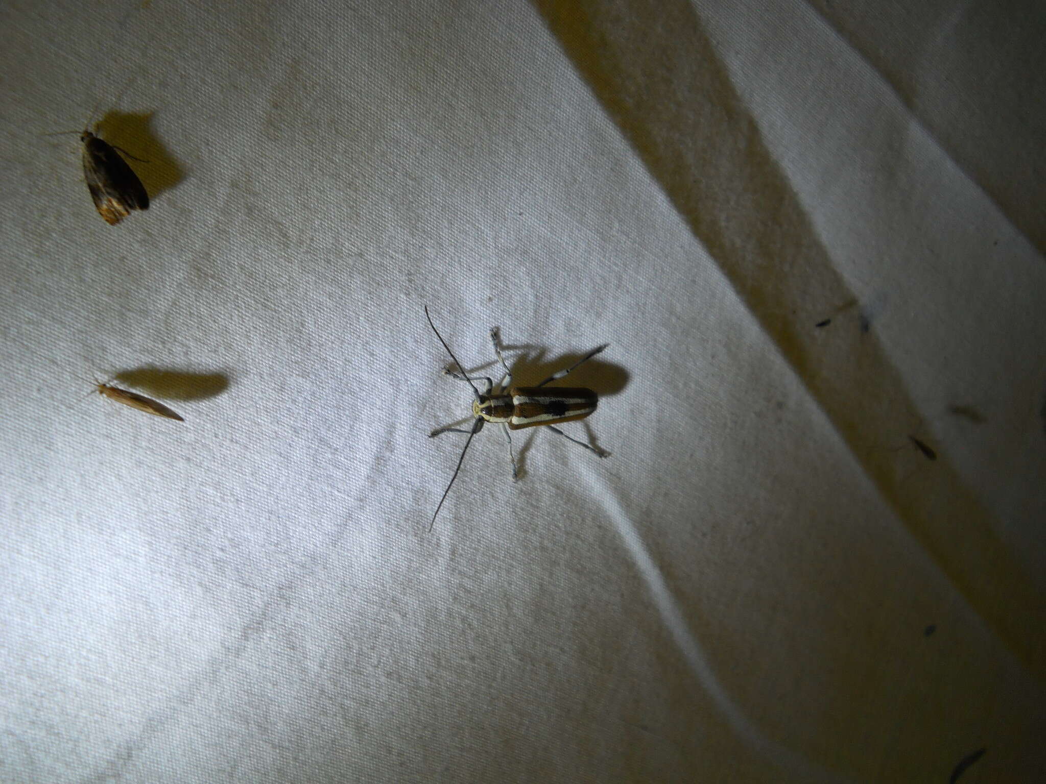 Image of Round-headed Apple Tree Borer