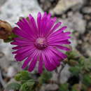 Слика од Ruschia cymbifolia (Haw.) L. Bol.