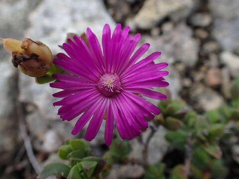 Imagem de Ruschia cymbifolia (Haw.) L. Bol.