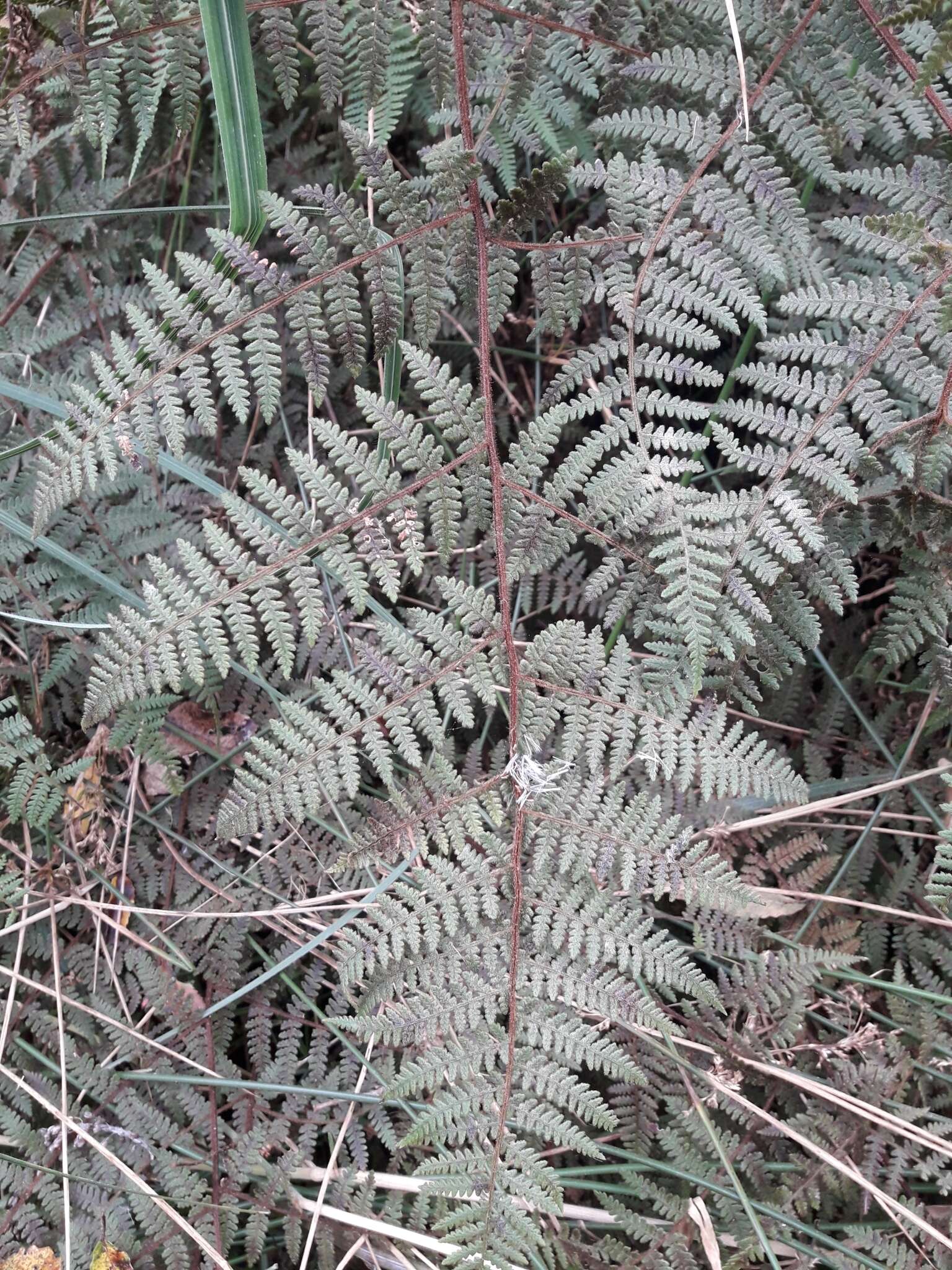 Image of Hypolepis rugosula subsp. rufobarbata (Colenso) Schwartsb.