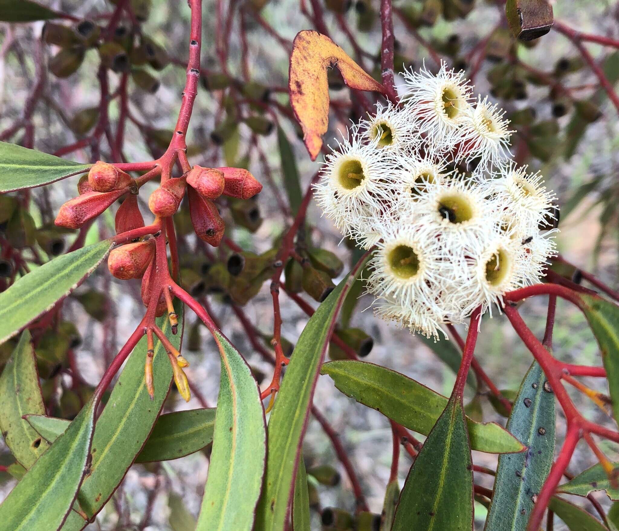 Image of Gooseberry Mallee