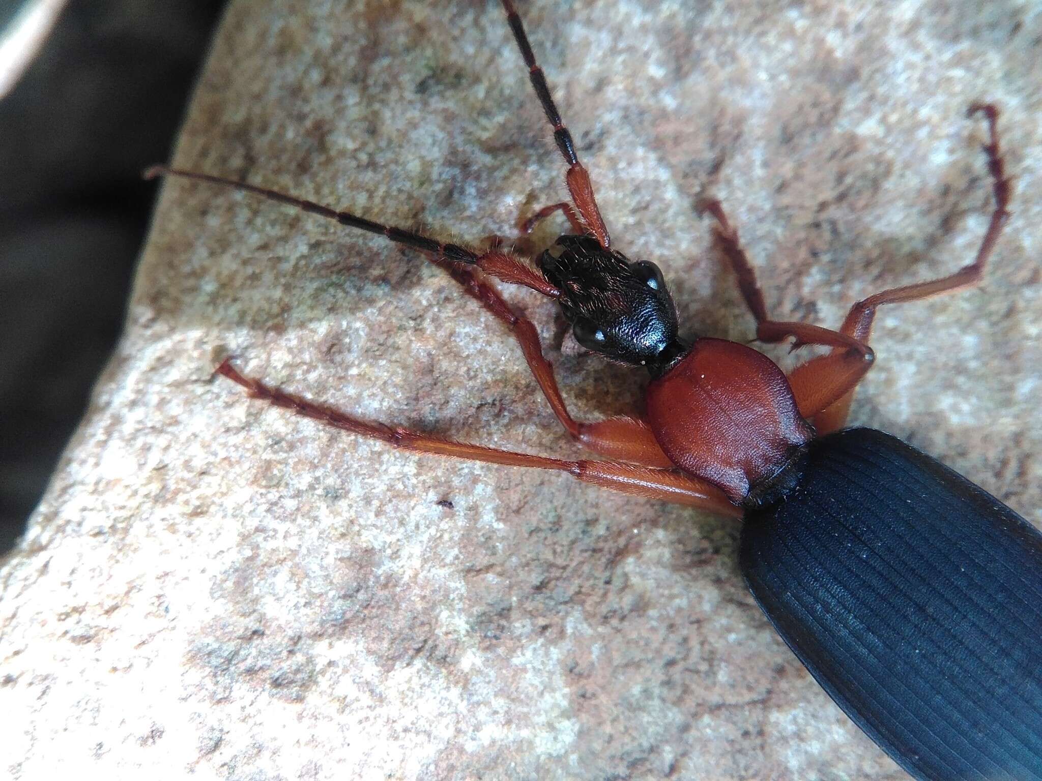 Image of Galerita (Progaleritina) bicolor (Drury 1773)