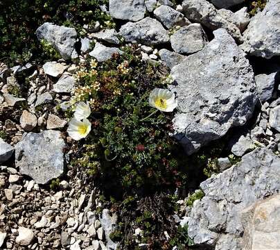 Imagem de Papaver alpinum L.