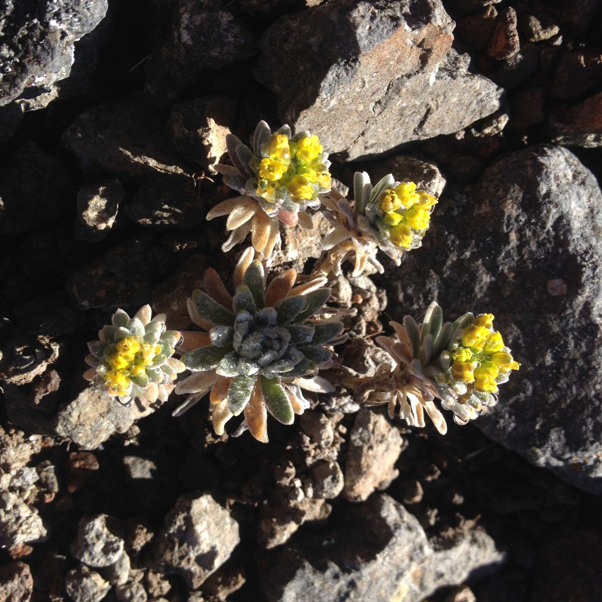 Imagem de Draba nivicola Rose