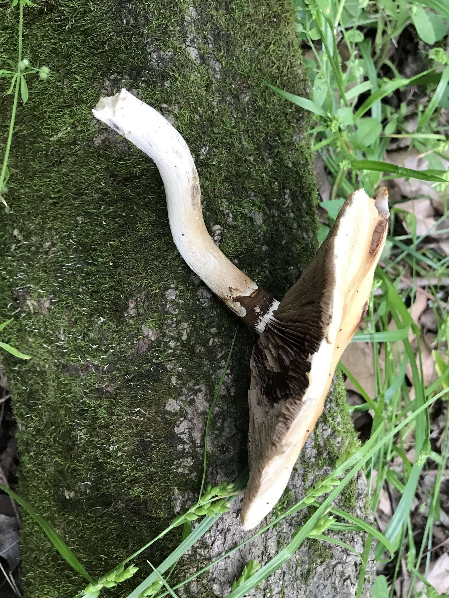 Image de Cyclocybe cylindracea (DC.) Vizzini & Angelini 2014