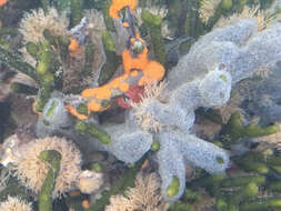 Image of Marine bryozoan