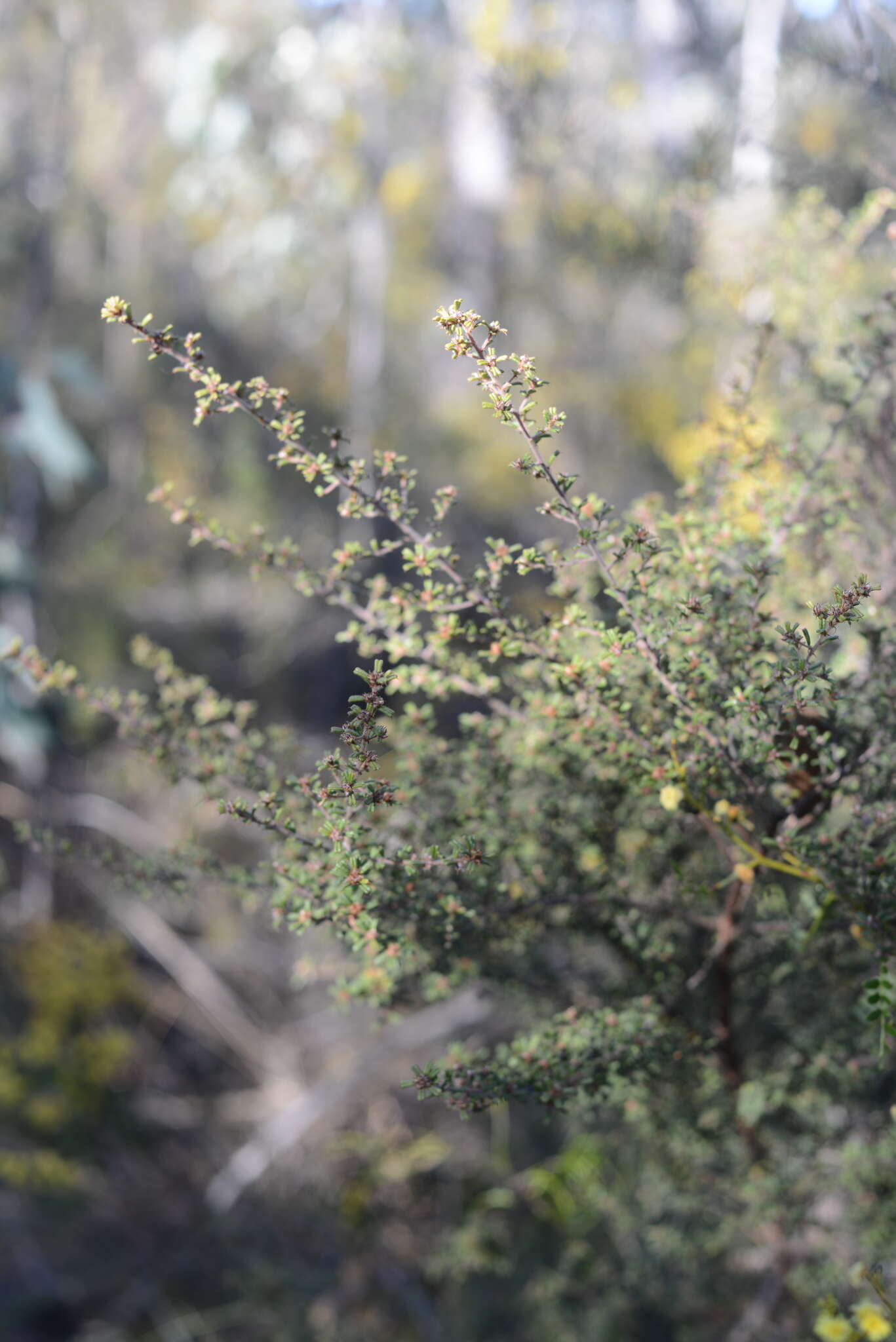 Sivun Pultenaea scabra R. Br. kuva