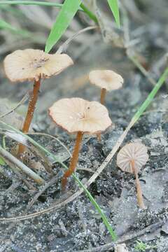 Image of Laccaria ohiensis (Mont.) Singer 1947