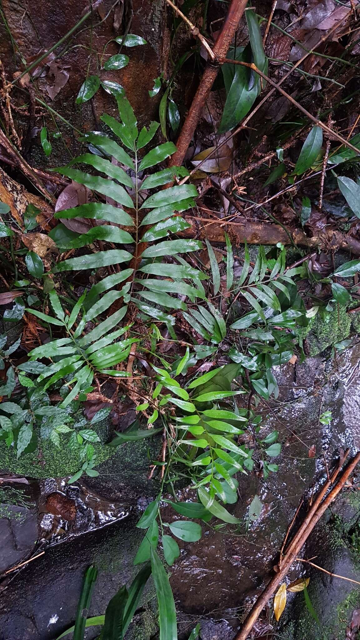 Image of Plenasium vachellii (Hook.) Presl