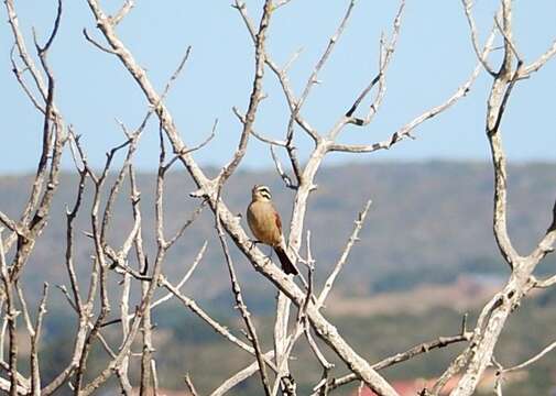 Image of Emberiza capensis capensis Linnaeus 1766