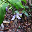 Image of Solanum humblotii Damm.