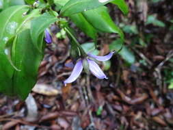 Image of Solanum humblotii Damm.
