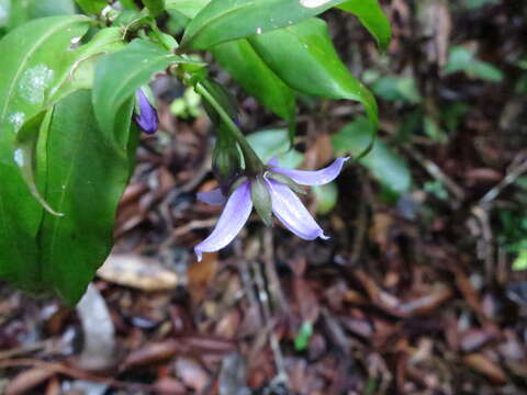 Solanum humblotii Damm.的圖片