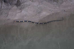 Image of Southern Water Snake