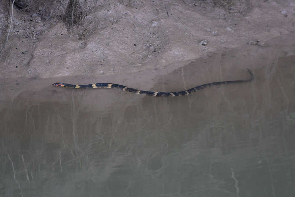 Image of Southern Water Snake