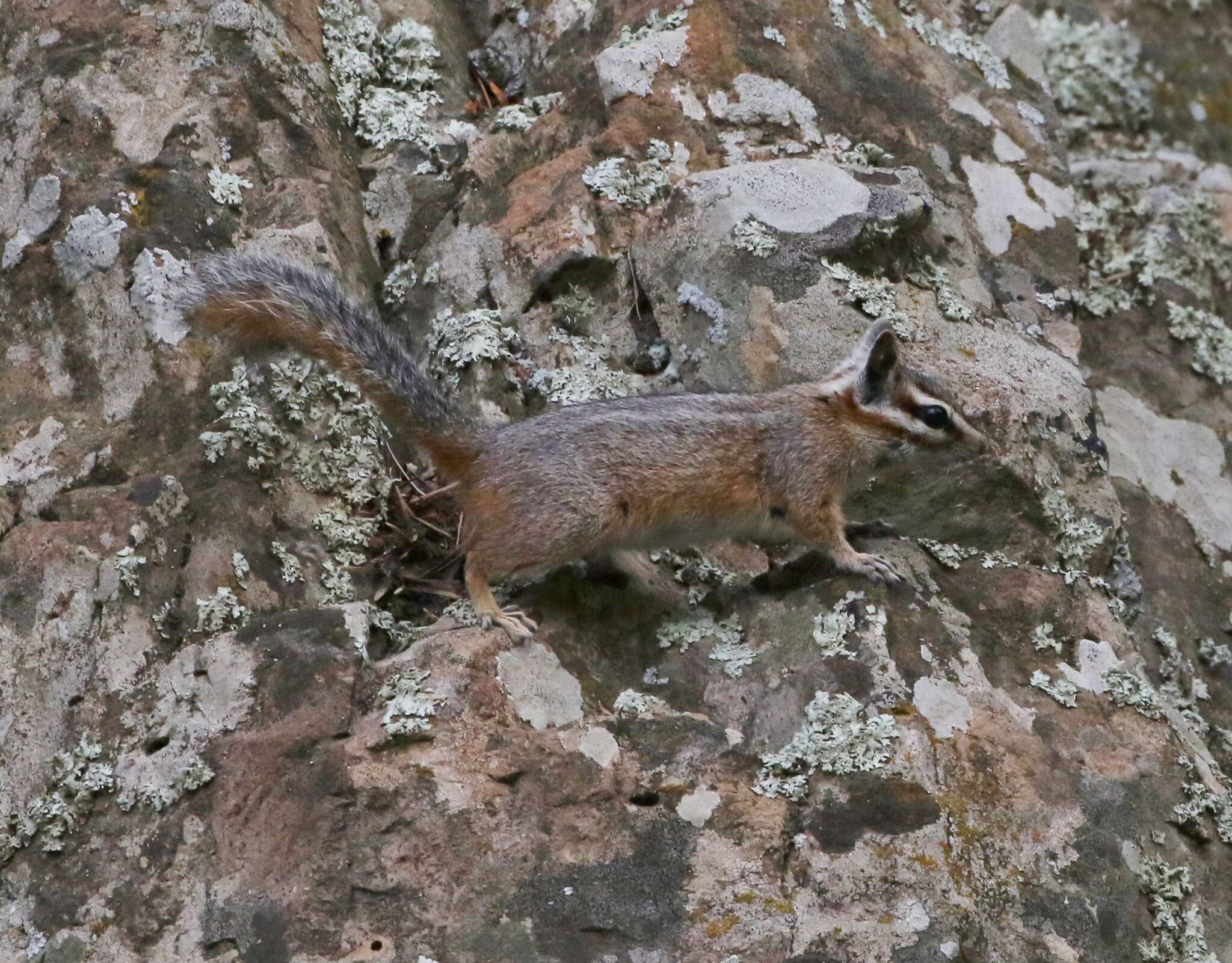 Image of Cliff Chipmunk