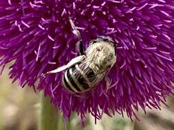 Sivun Anthophora montana Cresson 1869 kuva