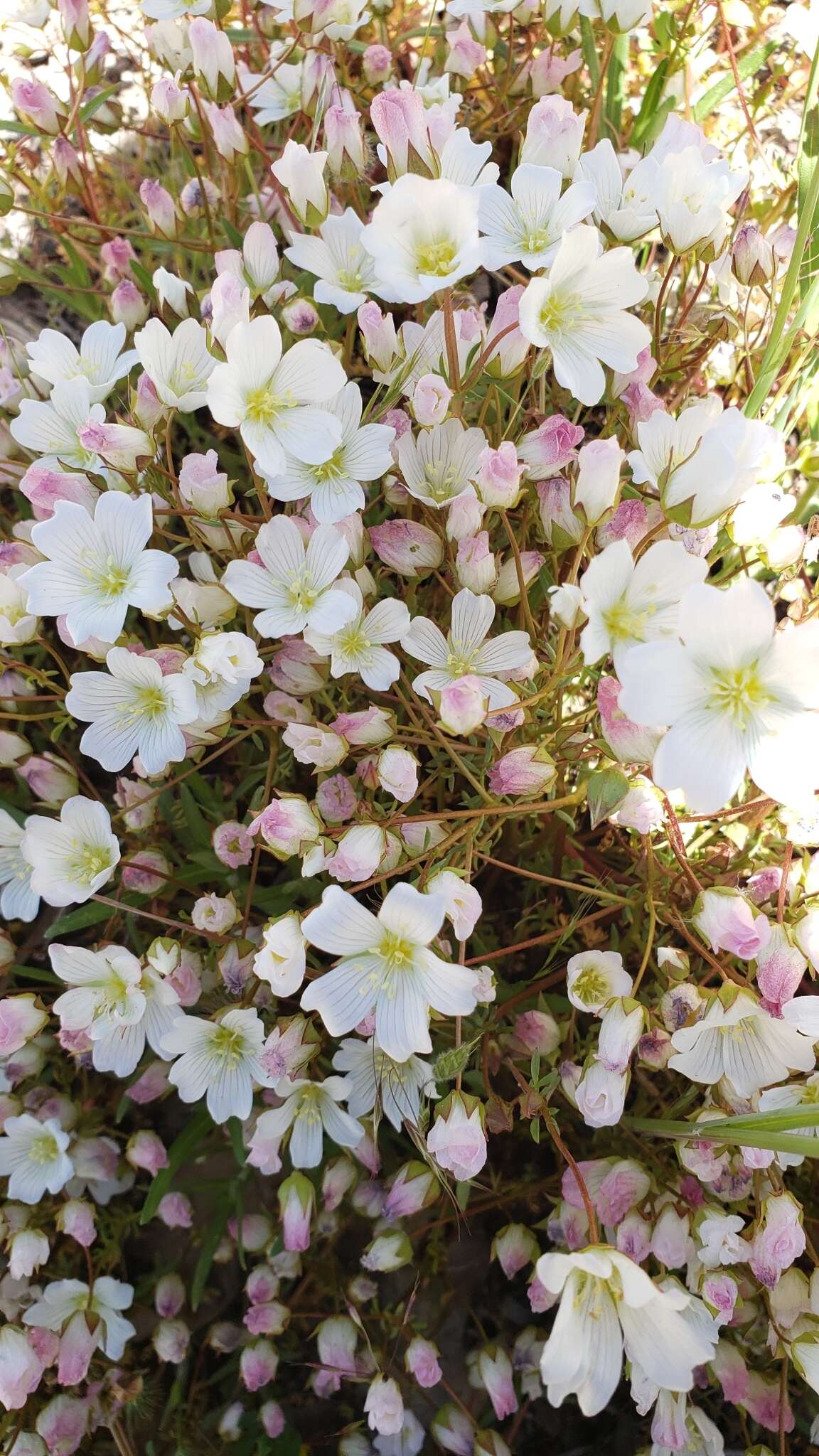 Image of white meadowfoam