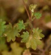 Image of roundleaf phacelia