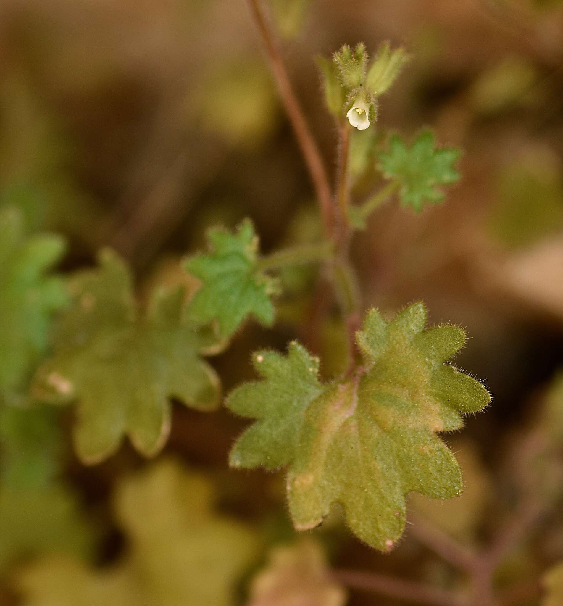 Image of roundleaf phacelia