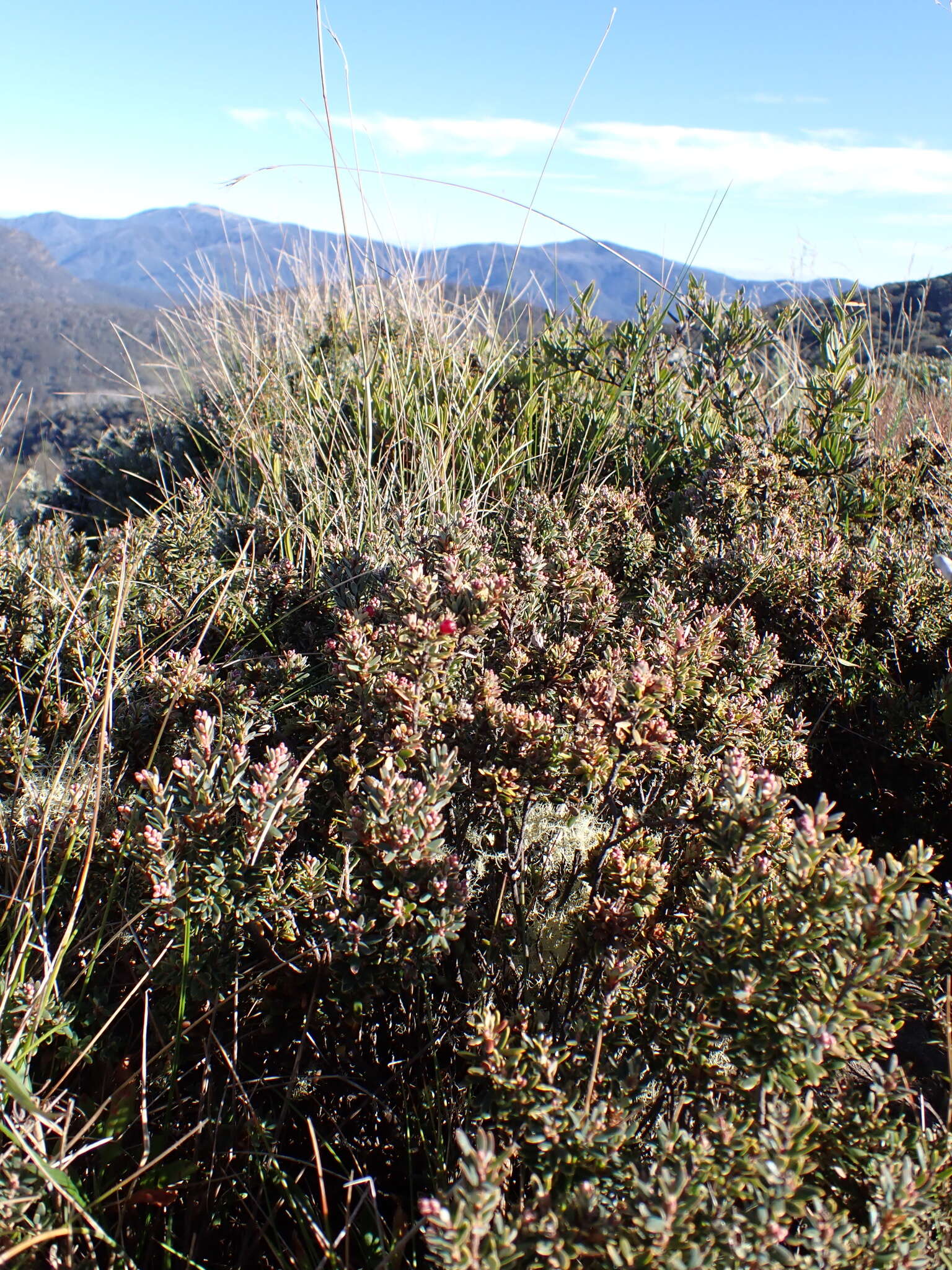 Image of Acrothamnus montanus (R. Br.) Quinn