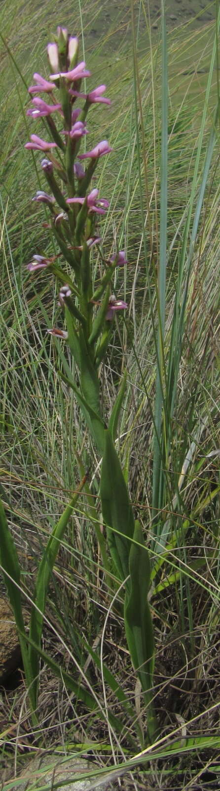 Image of Disa stachyoides Rchb. fil.