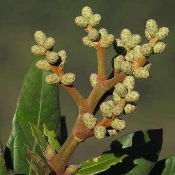 Слика од Oreopanax discolor (Kunth) Decne. & Planch.