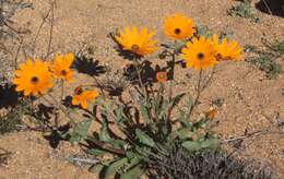 Image of Osteospermum hyoseroides (DC.) T. Norl.