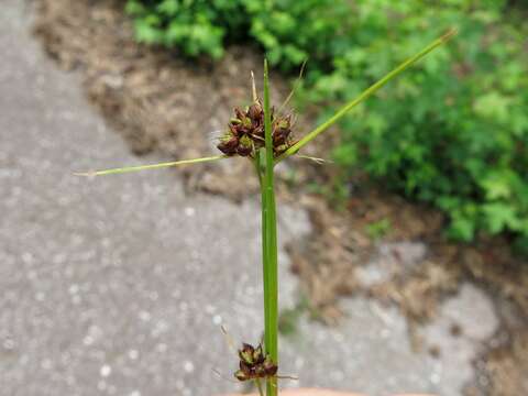 Image de Rhynchospora globularis (Chapm.) Small