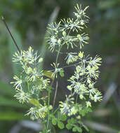 Image of Thalictrum minus subsp. thunbergii (DC.) Vorosh.