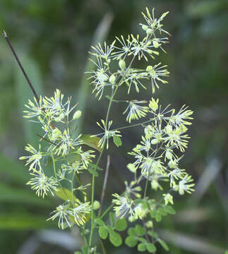 Thalictrum minus subsp. thunbergii (DC.) Vorosh.的圖片