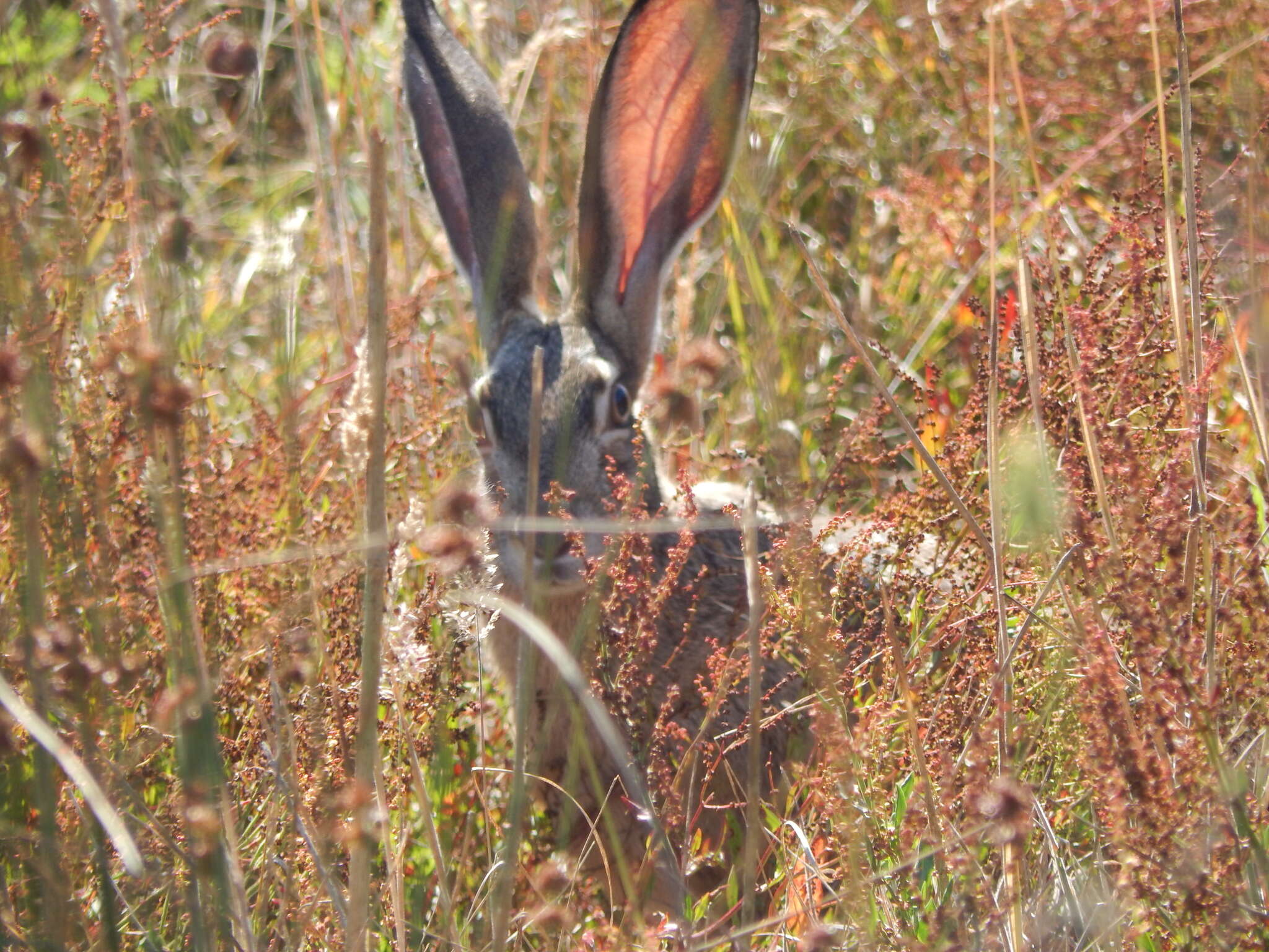 Image of Black-tailed Jackrabbit