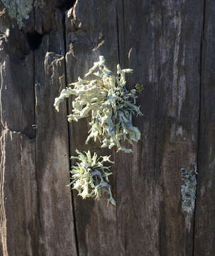 Image of Niebla cephalota (Tuck.) Rundel & Bowler