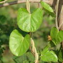 Plancia ëd Ipomoea anisomeres Robinson & Bartlett