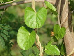 Plancia ëd Ipomoea anisomeres Robinson & Bartlett