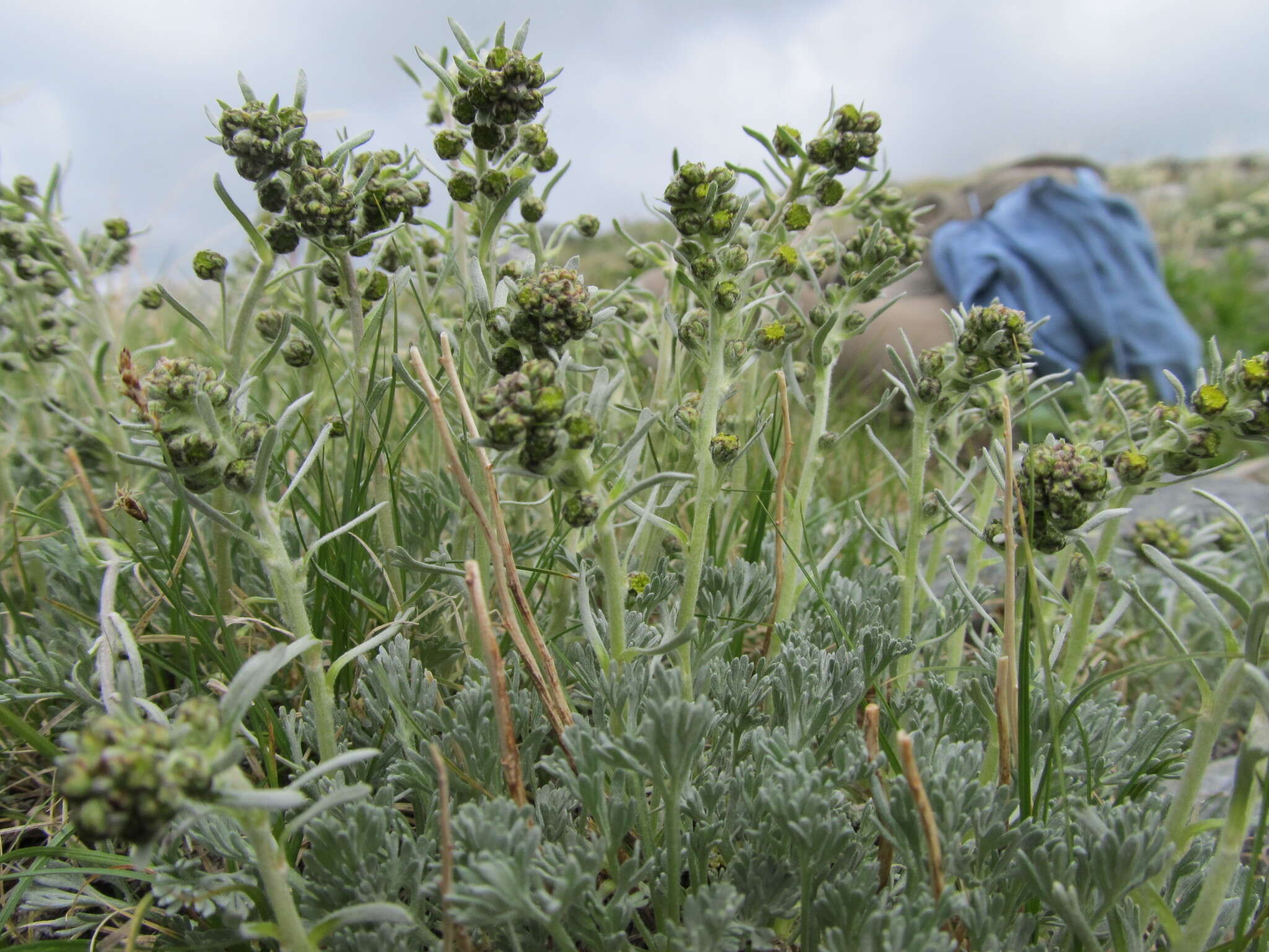 Image of forked wormwood