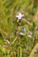 Imagem de Epilobium gunnianum Hausskn.