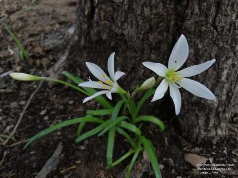 Image of Zephyranthes albiella Traub