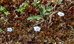 صورة Gentiana albicalyx Burkill