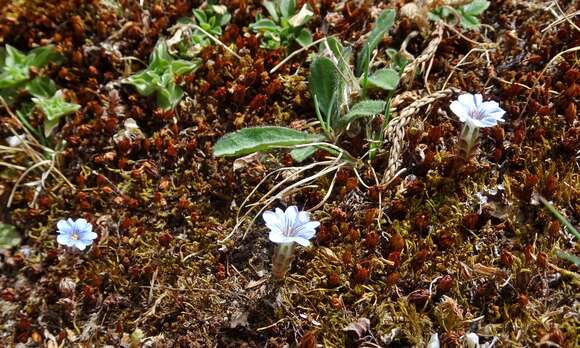 Image of Gentiana albicalyx Burkill