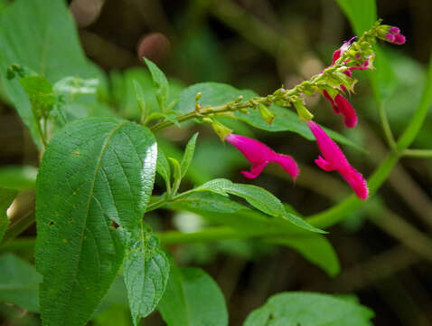 Image of Salvia tortuosa Kunth