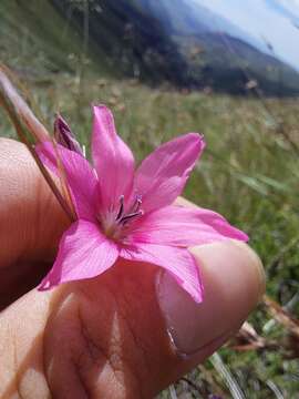 Image de Dierama dracomontanum Hilliard