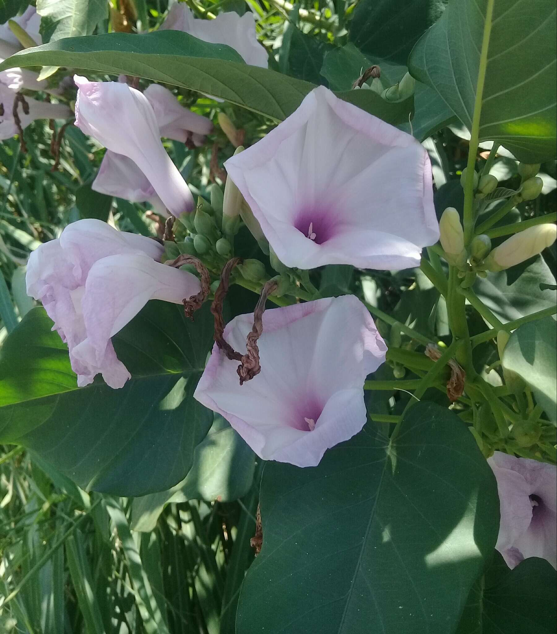 Слика од Ipomoea carnea Jacq.