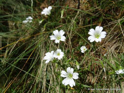 صورة Cerastium nutans Raf.