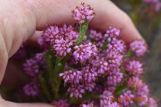 Image of Erica globiceps (N. E. Br.) E. G. H. Oliver