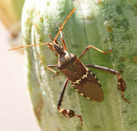 Image of western leaf-footed bug