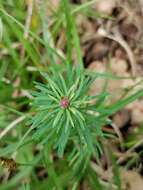 Image of Spurgia euphorbiae (Vallot 1827)