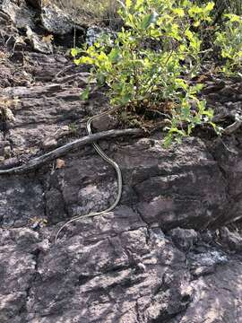 Image of Mountain Patchnose Snake